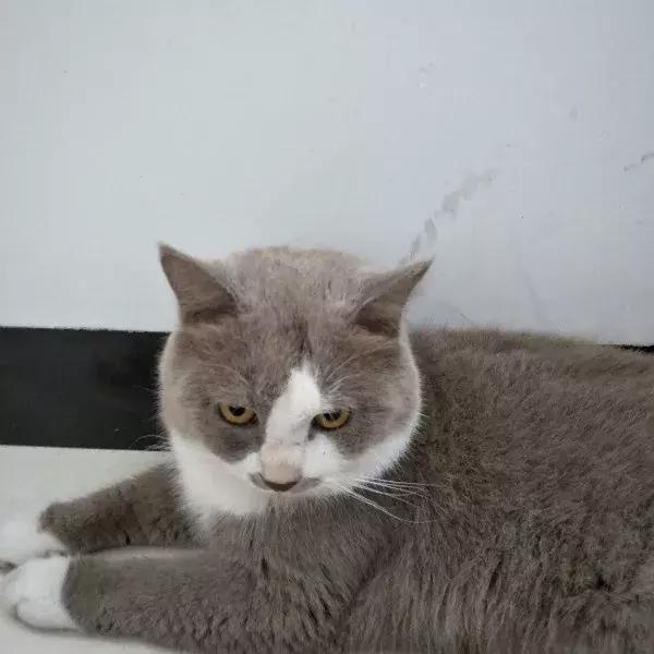 体外驱虫会导致猫咪死亡吗,体外驱虫是杀死蜱虫吗