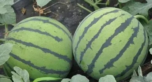 脚后跟干裂小腿皮肤干裂咋回事,脚后跟角质干裂图片