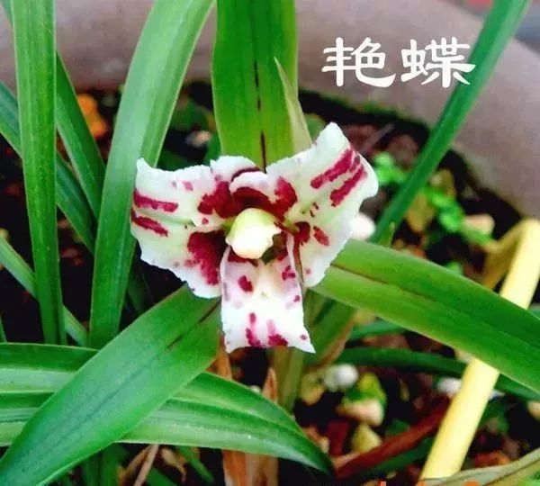 中国兰花的鉴赏标准,中国兰花特征介绍