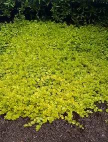 花园土壤如何松土,花园土壤怎么改造