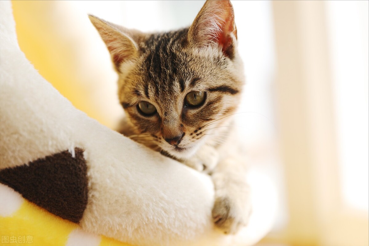 甯歌鐨勪竷绉嶄腑鍗庣敯鍥尗闆呯О,涓崕鐢板洯鐚彜浠g殑闆呯О鏈夊濂藉惉