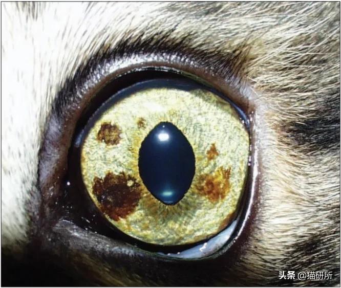 猫咪眼睛异常,猫咪眼睛有问题视频