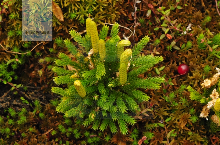 玉柏，见过吗？祛风除湿，舒筋通络。治风湿痛、腰腿痛、肢体麻木
