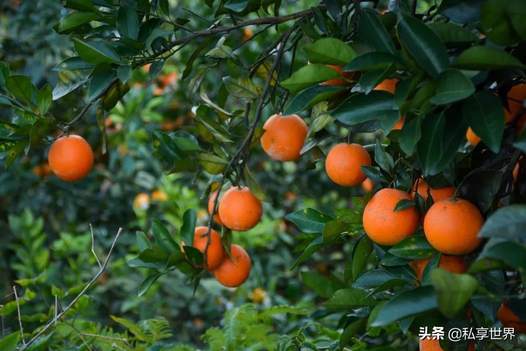 现在哪里的橙子最好吃,全国哪些地方的橙子好吃水分多