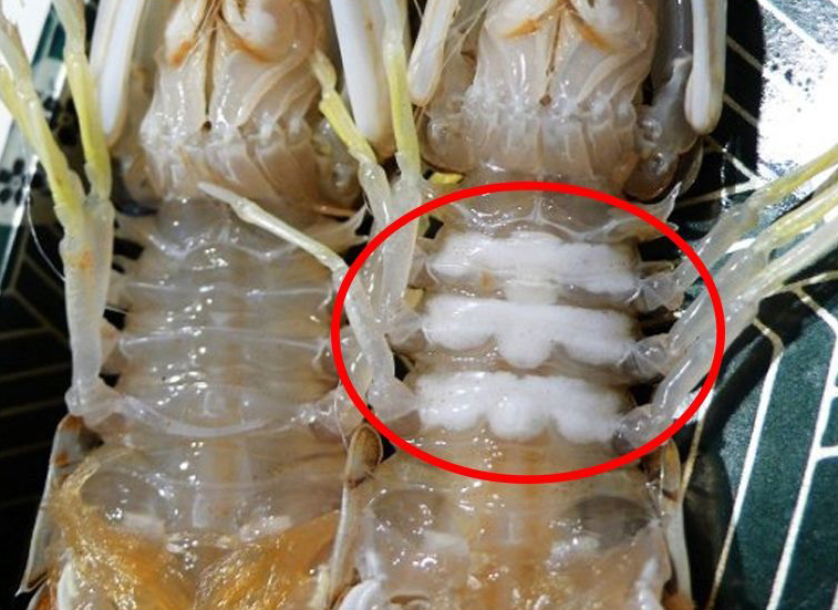 皮皮虾跟小龙虾有什么区别,皮皮虾和龙虾有什么区别味道在哪