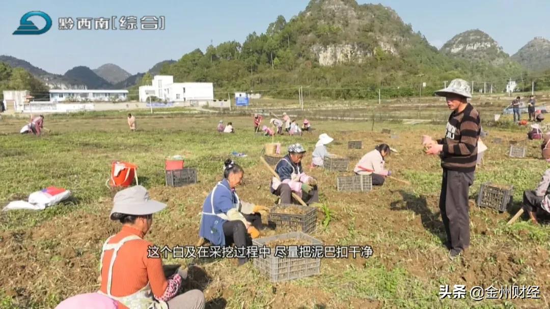 「财富故事」安龙：5000亩白及喜获丰收亩产达6000斤