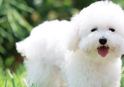 买比熊犬需要注意什么,购买比熊幼犬时怎么看泪痕