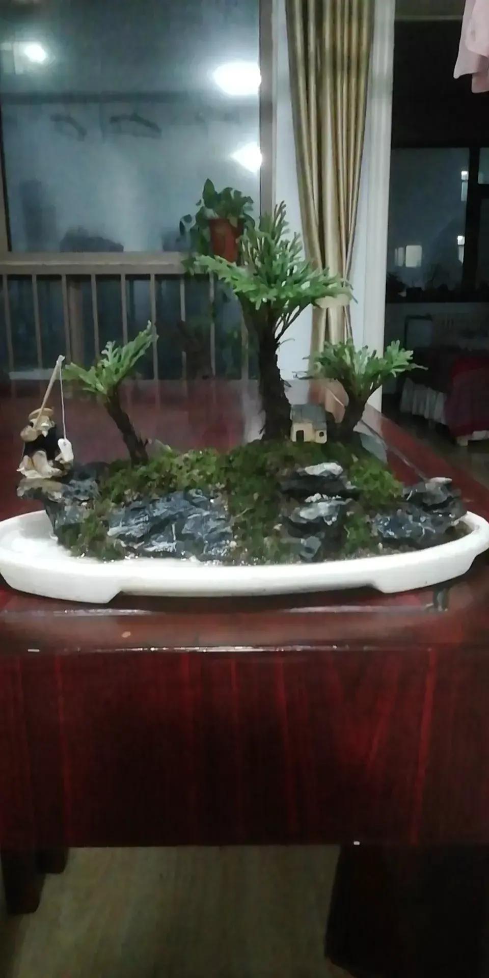 卷柏的日常养护应该注意哪些？不知道的看过来