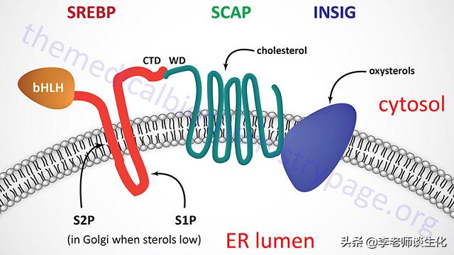胆固醇合成酶有哪些,胆固醇合成过程进行限制作用