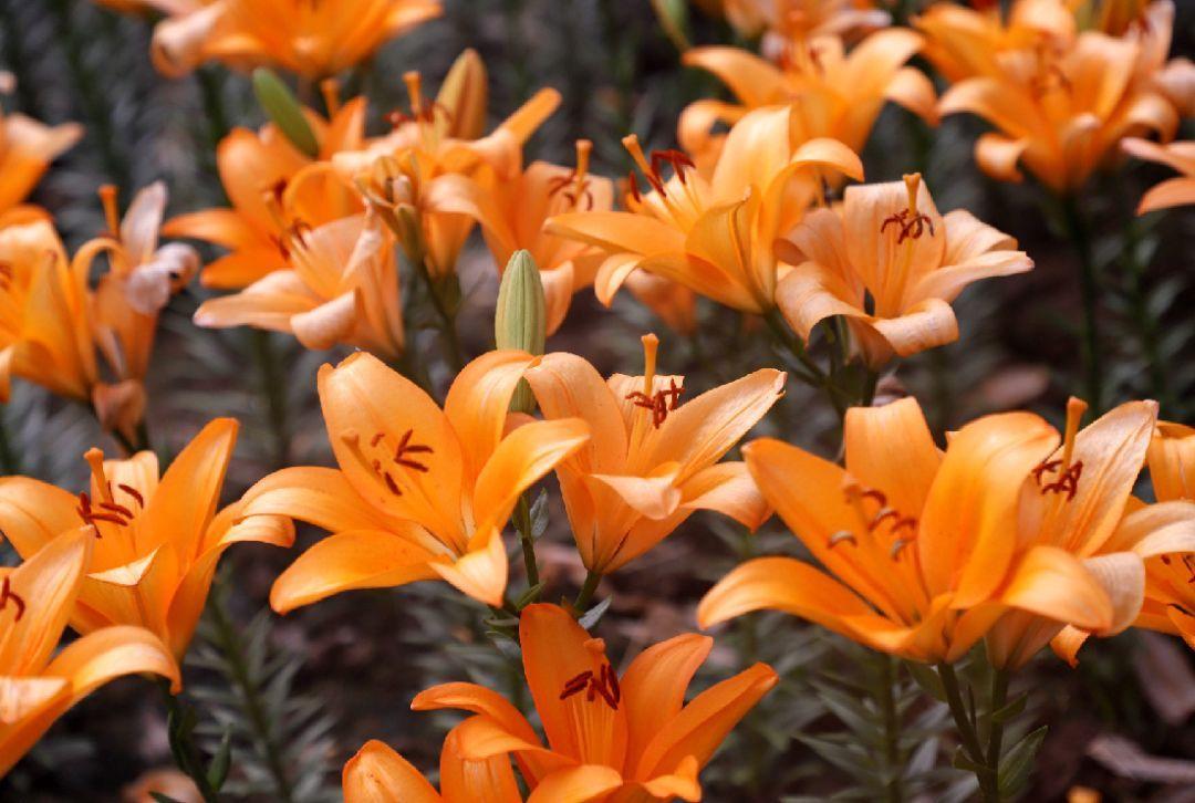 养长寿花选择什么颜色的花盆好看,长寿花推荐五种好看好养的品种