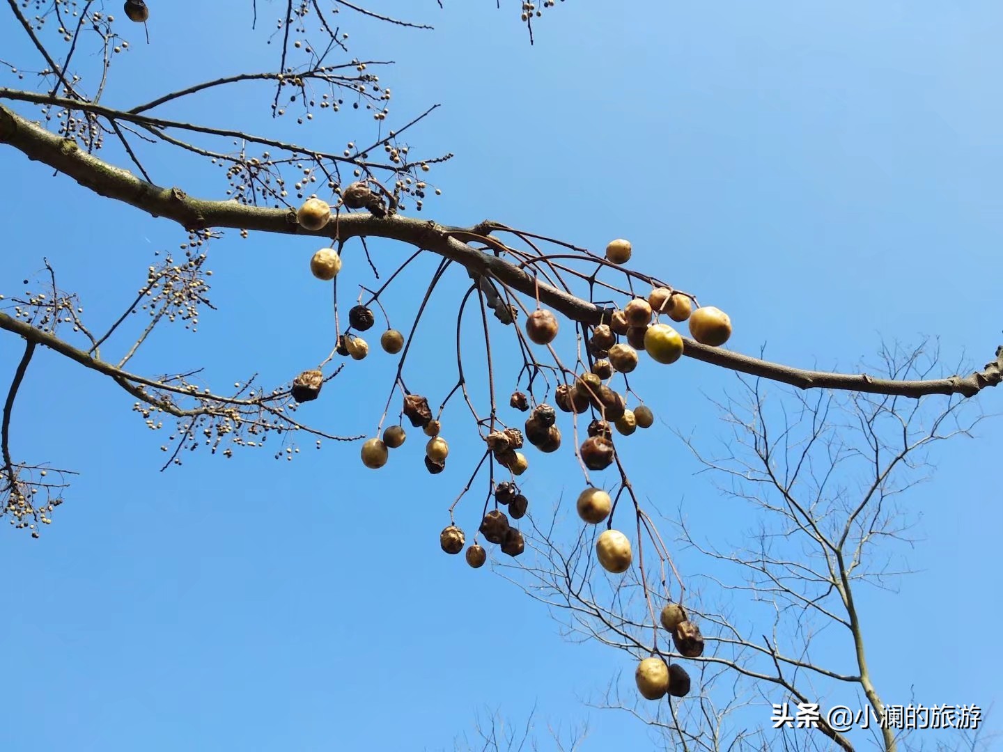 最大的上海森林公园,在上海郊区一座低调的森林公园