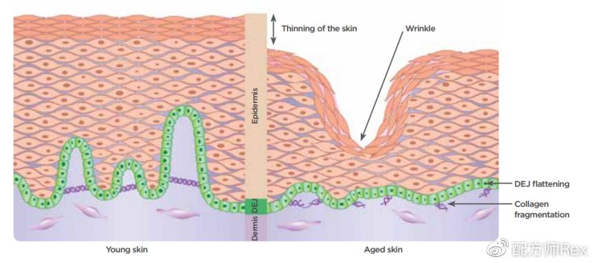 新西兰抗衰老药,新西兰初抗老