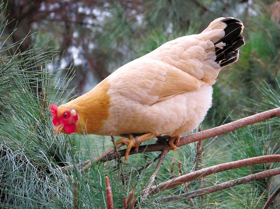 优质土鸡品种有哪些,湖南养土鸡什么品种最好