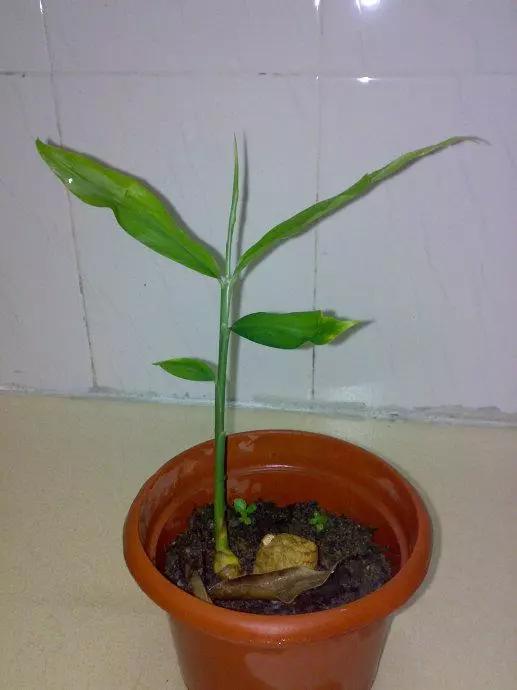 生姜怎么做才能让生姜发芽快,生姜生芽的方法