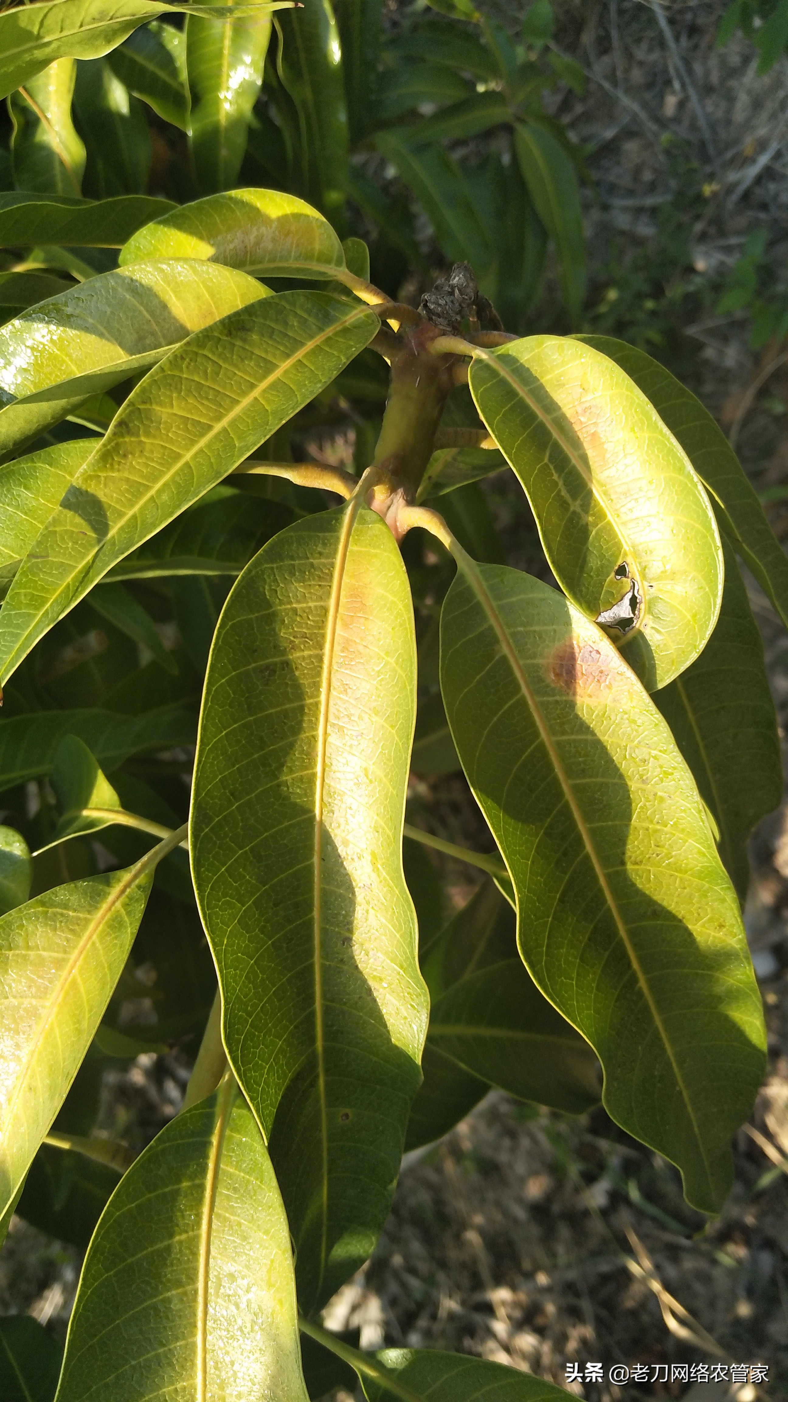 芒果炭疽病用什么杀菌剂效果好,芒果树叶炭疽病的症状及表现