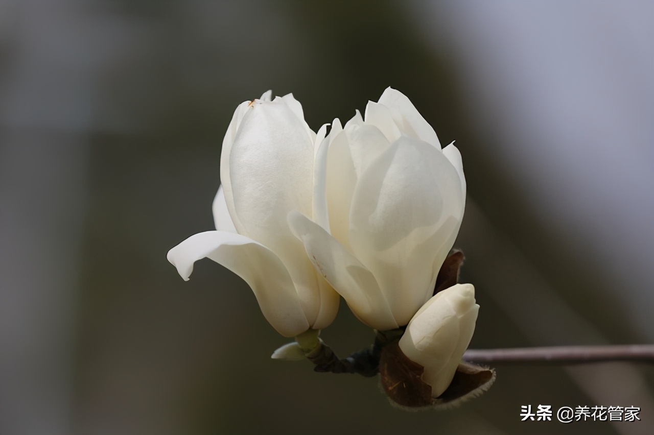 人间二月天歌曲,人间最美二月天图片