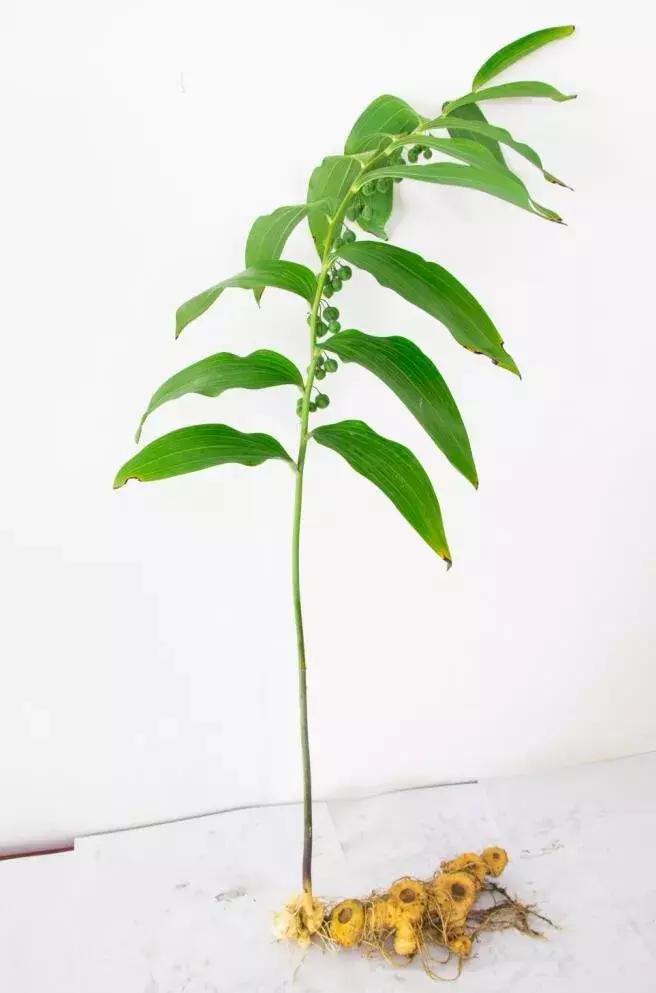 超详细合肥农交会,合肥农交会免费观展