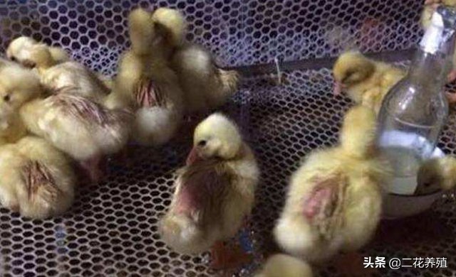 小鹅拉白痢吃什么药？小鹅脚无力怎么办？试试这种治疗方法