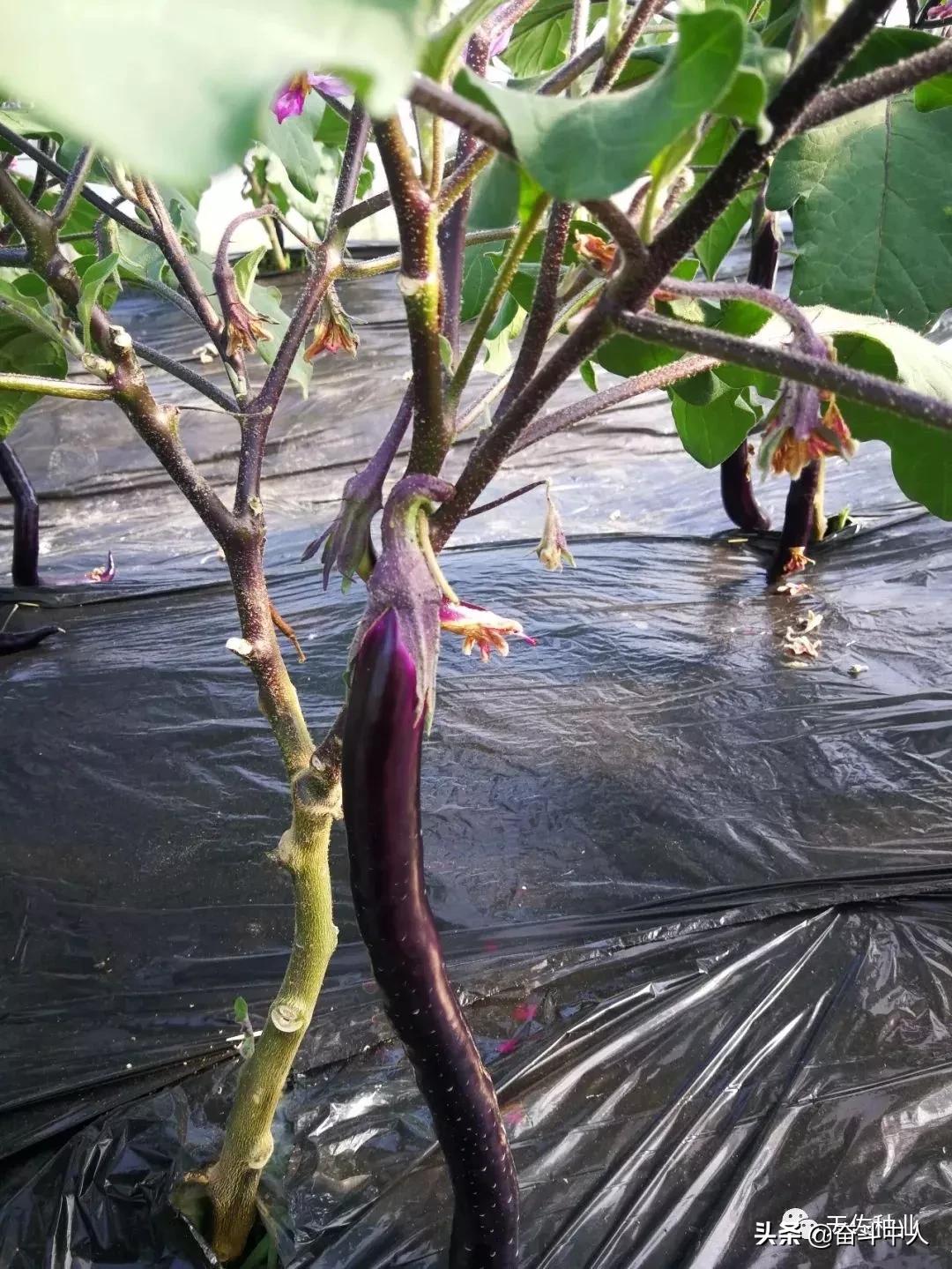 磷酸二氢钾执行标准2321是假的吗 (磷酸二氢钾与尿素混合1000倍溶液)