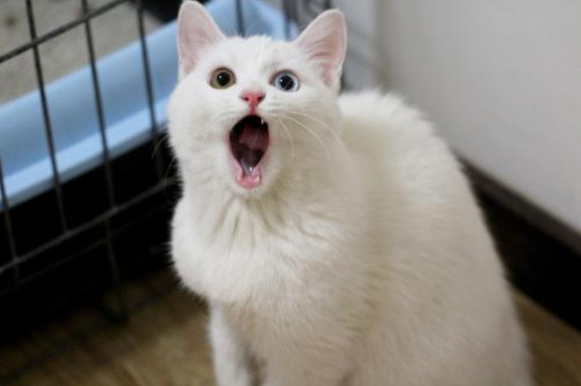 流浪猫收养注意事项洛阳,收养流浪猫幼崽注意事项