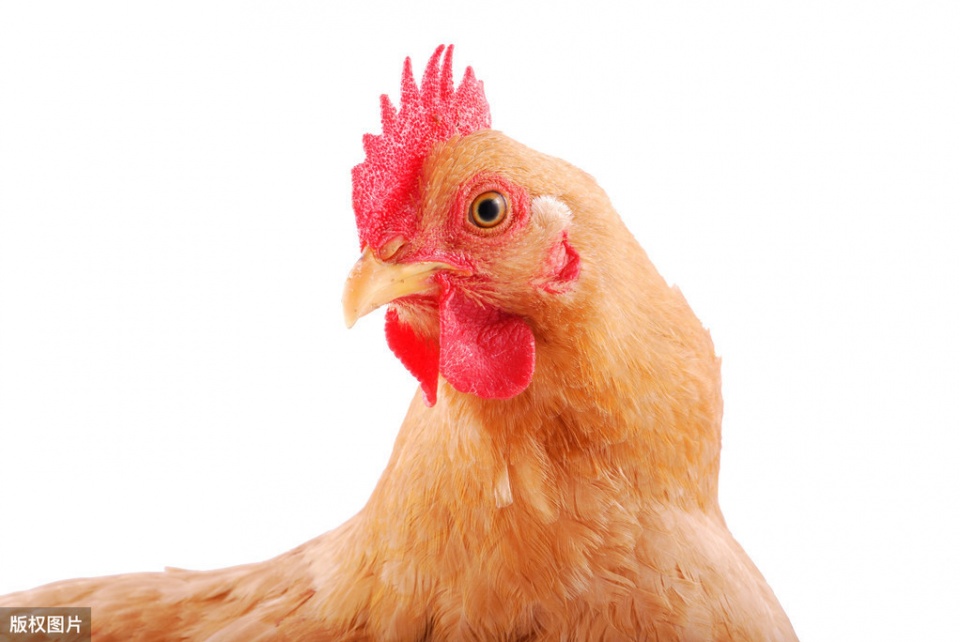 鸡开口呼吸是什么病,鸡得呼吸道疾病是什么原因引起的