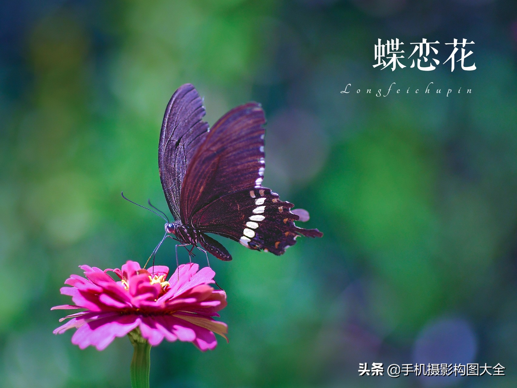 拍蝴蝶最大收获,拍蝴蝶技巧