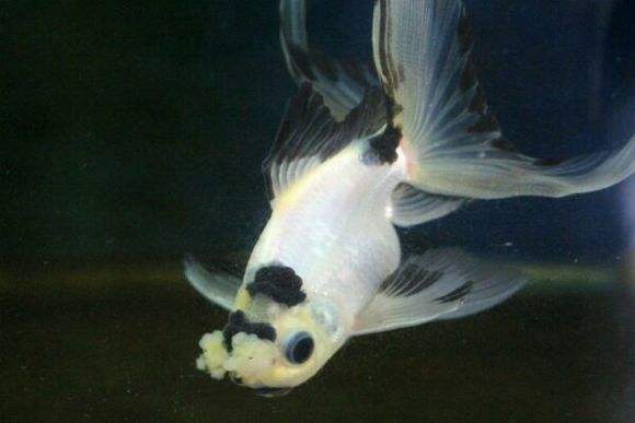 金鱼常见易养品种,什么金鱼好养又容易活