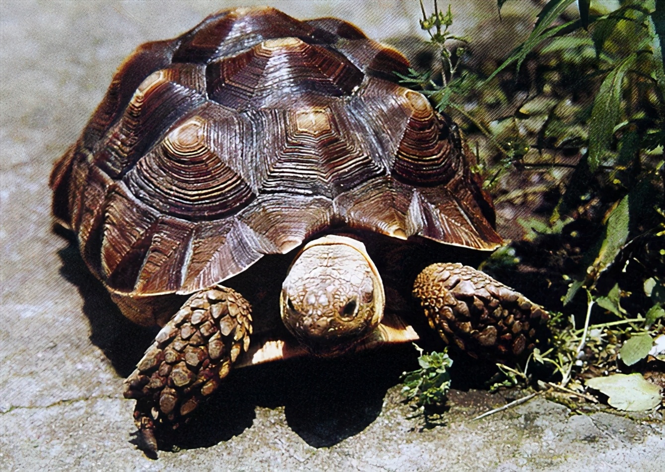 龟类大百科,大眼睛龟类