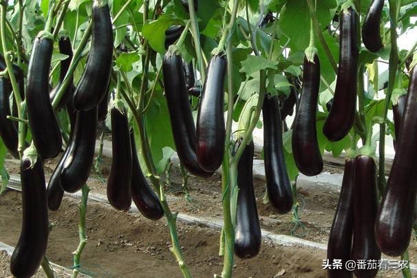 茄子僵果和畸形果是怎么造成的,茄子裂果是怎么回事该如何防治