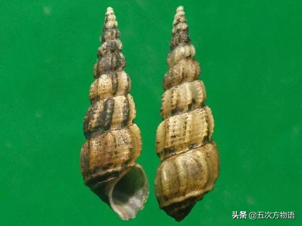 锥螺也叫钉螺吗,钉螺与锥螺都能吃吗