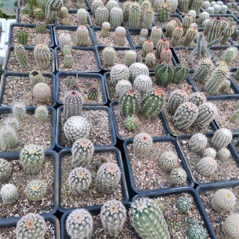 什么花可以露天养不怕雨淋,哪种花最不怕太阳晒