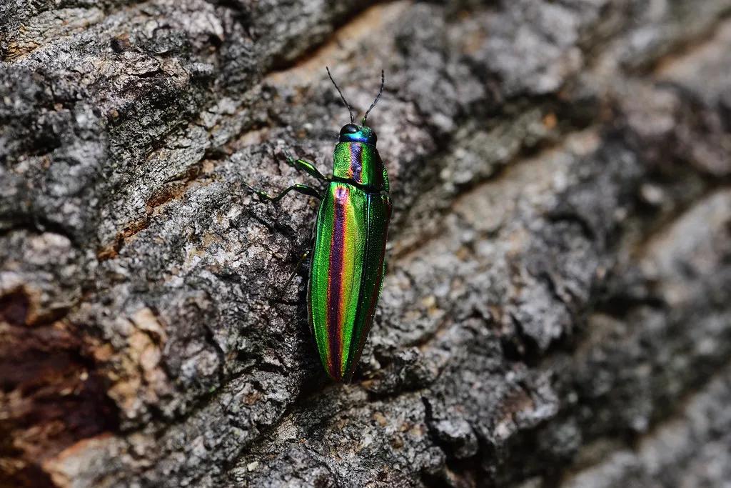 最贵的口红,居然是绿色的?