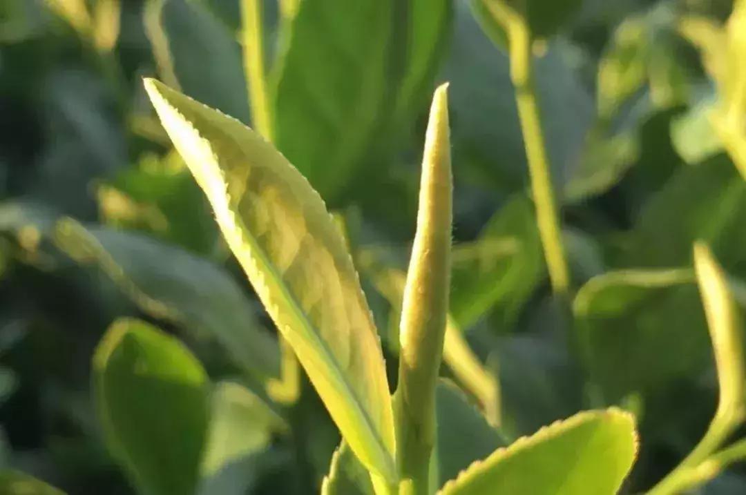 铁观音的产地及历史,铁观音产地安溪是什么地方