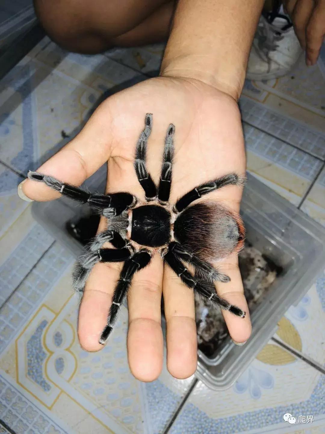 伦敦的爬宠店,隐藏在小区深处的店铺