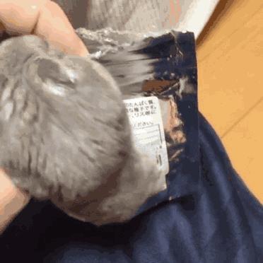 养仓鼠大概两年要花多少钱,养仓鼠要花多少钱需要准备什么