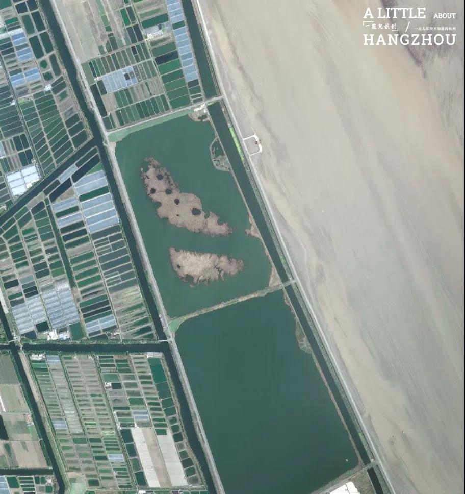 钱塘江从哪里开始变黄,钱塘江长大潮什么原因