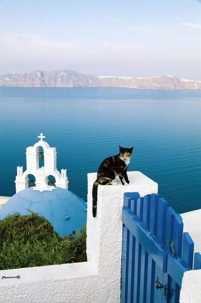 瑞典知名猫罐，有一成分猫咪吃了强身健体！狗子则要悠着点