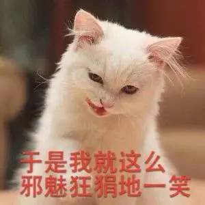 养猫后遇到的奇葩事,家里猫很多用豆腐猫砂合适吗