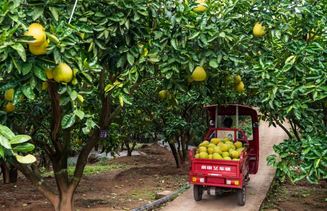 远销澳门！8000个龙安柚开启“新旅程”