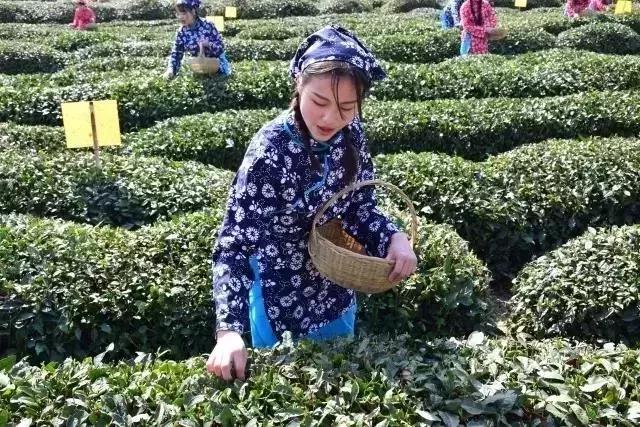 巴中南江要火了！入选国家生态示范县