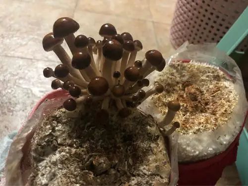 从播种开始养花,蘑菇种植方法及步骤