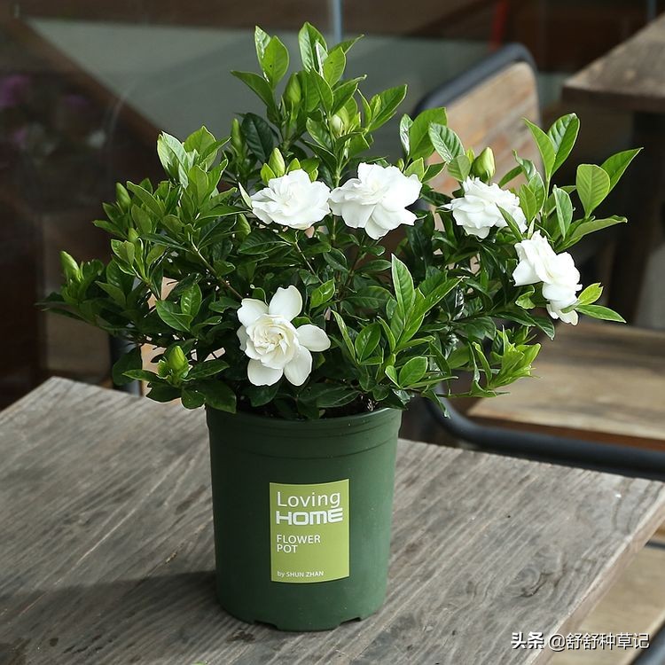 栀子花黄叶的各种原因及解决办法,栀子花持续黄叶的原因及处理方法