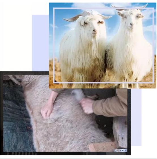 纯羊毛羊绒衫轻薄穿着舒服,比羊绒还贵的羊毛系列