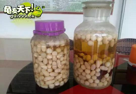 龟产蛋前要准备什么,龟产蛋后期饲养方法