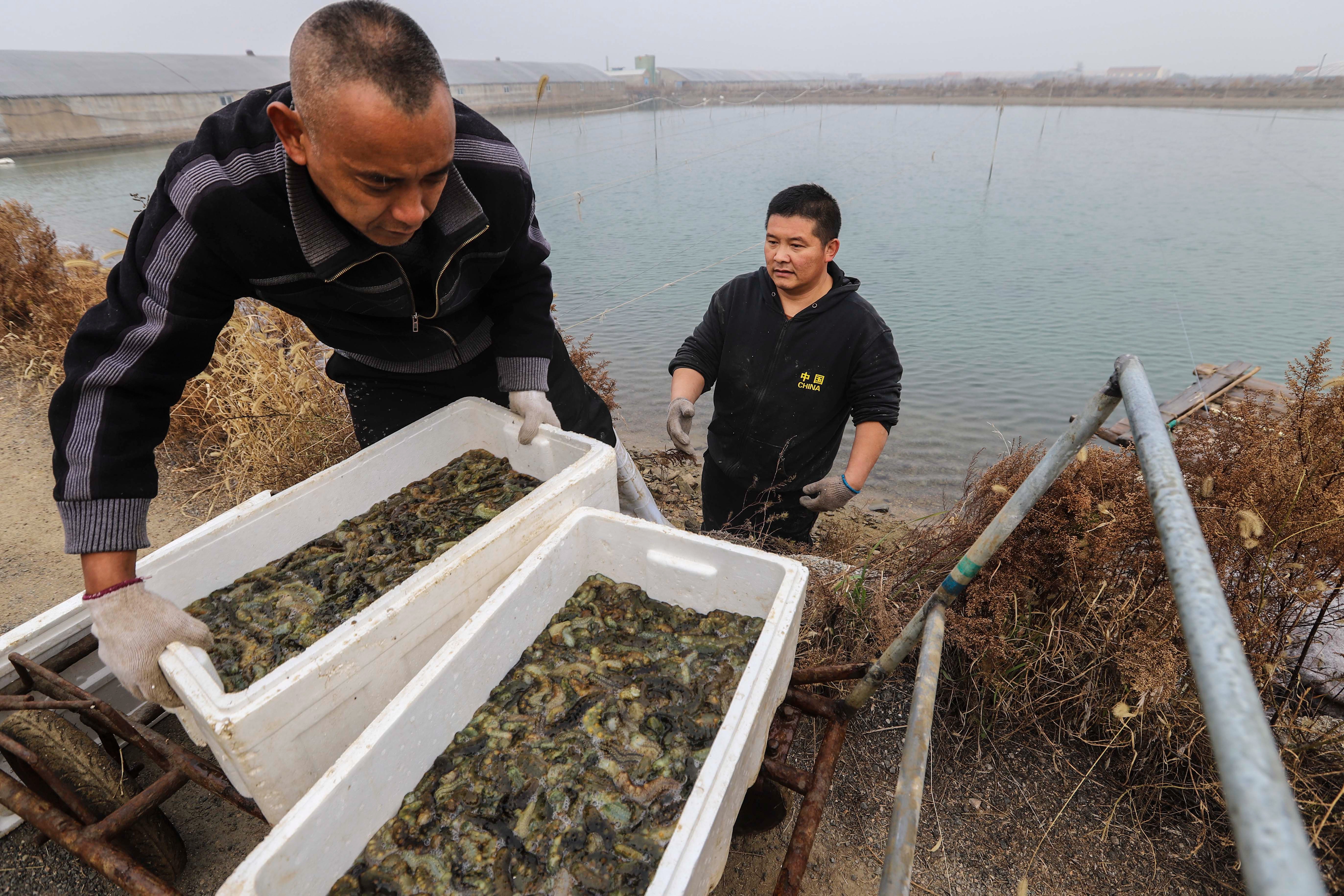 大海蔚蓝簇拥着的贡口村，灵动着纯美，播养海参和剥扇贝别具风情