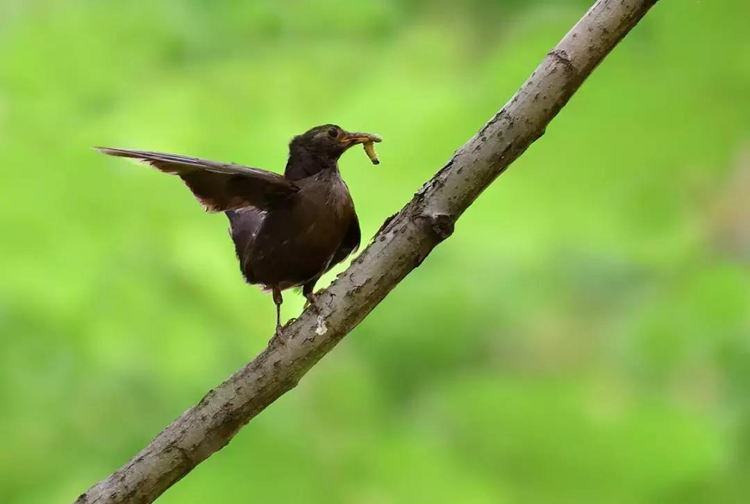 高氯甲维盐杀虫几天死虫,甲维盐杀虫多长时间见到效果