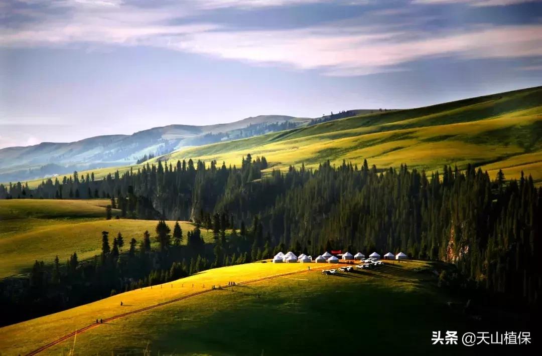 伊犁可克达拉草原,伊犁草原之旅