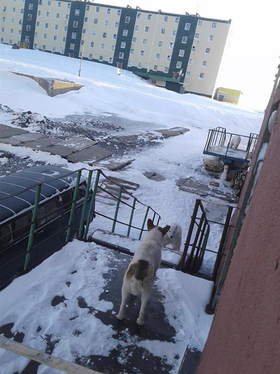 第六次生物大灭绝都会灭绝什么,第六次物种灭绝