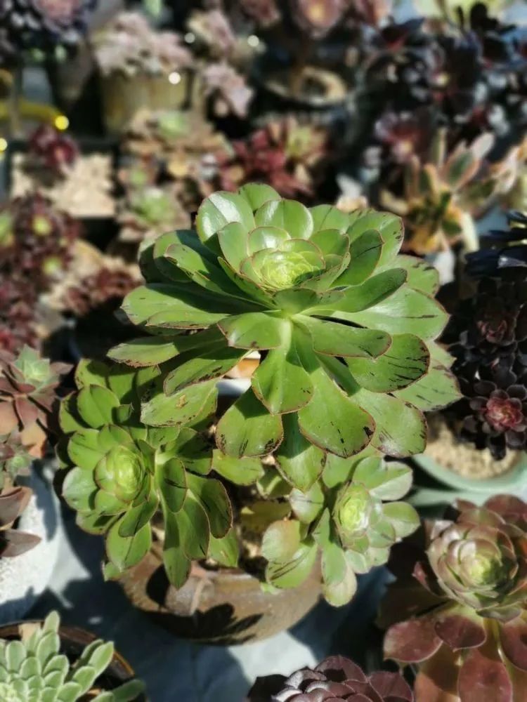 适合从小养到大的多肉,由小到大由浅入深