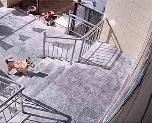 搞笑gif表面稳中带皮实则慌中带急,搞笑gif这才是真正的飙车王者